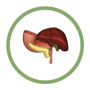 Liver, bile