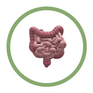 Stomach, digestion